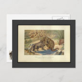 ヴィンテージメガロザウルスVSイグアノドン葉書 ポストカード (正面/裏面)