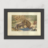 ヴィンテージメガロザウルスVSイグアノドン葉書 ポストカード (正面)