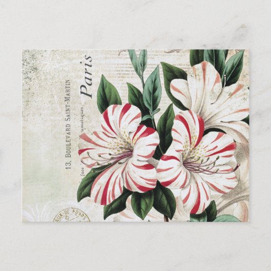 ヴィンテージモダンアマフランスのリル ポストカード (正面)