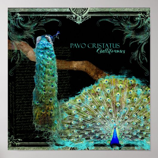 ヴィンテージモダンピーコックウエレガントォールアート ポスター (正面)