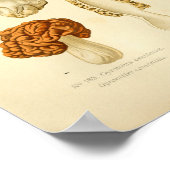 ヴィンテージモルチェラブラウンマッシュルームアートプリント フランスの ポスター (角)