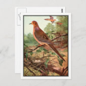 ヴィンテージモーニングドーブ – ロバート・ブルース・ホースフォール ポストカード (正面/裏面)