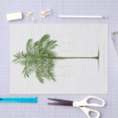 ヴィンテージヤシ |アレカ(Linospadix)モノスタチャ 薄葉紙 (クラフト)