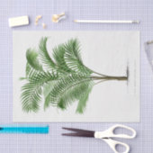 ヴィンテージヤシ | Calamus Asperrimus 薄葉紙 (クラフト)