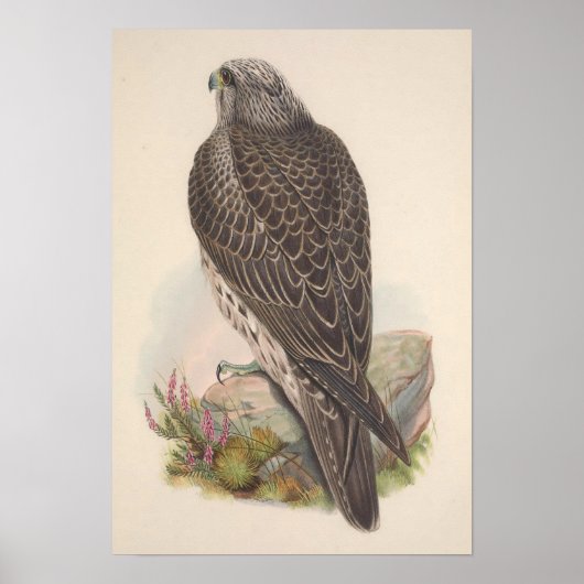 ヴィンテージヨンアイスランド《鳥》ハヤブサバード ポスター (正面)