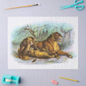 ヴィンテージライオンとCubsイラストレーションの切り離し 薄葉紙 (クラフト)