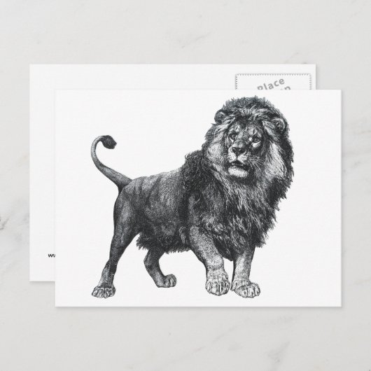 ヴィンテージライオンのスケッチ、前足を持ち上げ離れた ポストカード (正面/裏面)