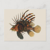 ヴィンテージライオンフィッシュ、海洋海生命動物 ポストカード (正面)