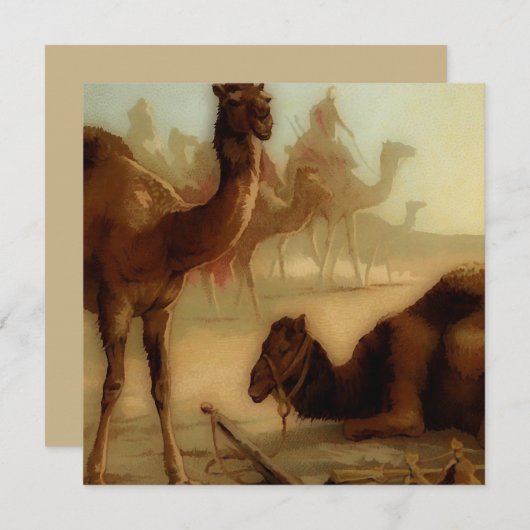 ヴィンテージラクダ (正面/裏面)