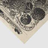 ヴィンテージラズベリー図解入りの、写真付きのカタログ広告クラフト 薄葉紙 (詳細)