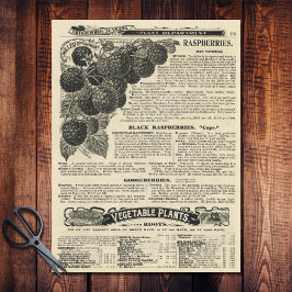 ヴィンテージラズベリー図解入りの、写真付きのカタログ広告クラフト 薄葉紙