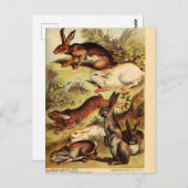 ヴィンテージラビットハレバニーエフエメラデクページアート ポストカード (正面/裏面)