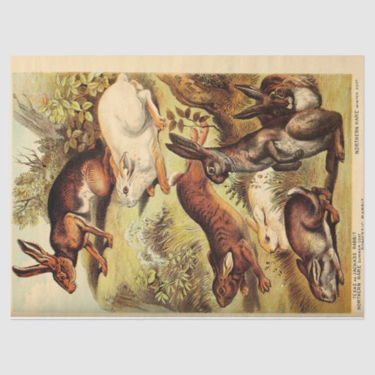 ヴィンテージラビットハレバニーエフエメラデクページ 薄葉紙 (正面)