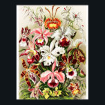 ヴィンテージランイラストレーション ポスター<br><div class="desc">Ernst Haeckel(1904)によるランの美しい植物性イラストレーション。オリジナルイメージはパブリックドメイン内にある。この画像は、修復し、オリジナルの色を元に戻すためにデジタルで強化されている。</div>