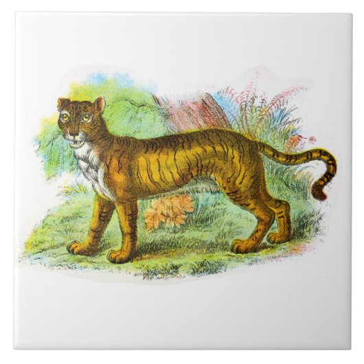 ヴィンテージリガーまたはライオンタイガー動物イラストレーション タイル (正面)