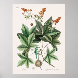 ヴィンテージリザードイラストレーション ポスター