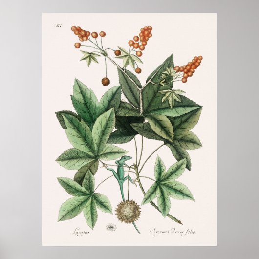 ヴィンテージリザードイラストレーション ポスター (正面)