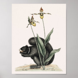 ヴィンテージリスイラストレーション ポスター