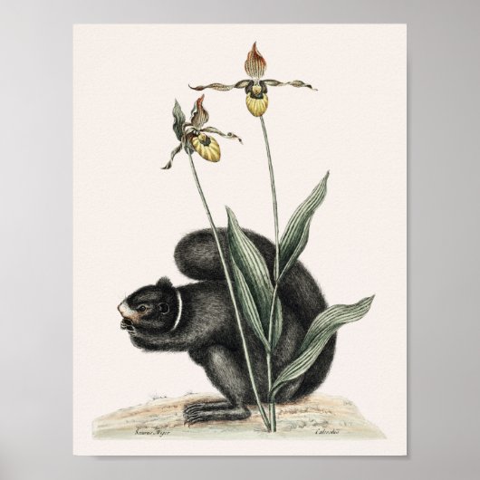 ヴィンテージリスイラストレーション ポスター (正面)