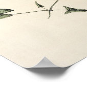 ヴィンテージリリーパッドボタニカルスケッチアートプリント ポスター (角)