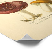 ヴィンテージレッドイエローマッシュルームアートプリント フランスの ポスター (角)