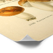 ヴィンテージレッドオレンジマッシュルームアートプリント フランスの ポスター (角)