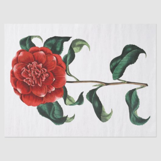 ヴィンテージレッドカメリアフラワー 薄葉紙 (正面)