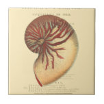 ヴィンテージレッドコンチシェル タイル<br><div class="desc">この鮮やかなイメージでは、赤いコンチシェルの自然なヴィンテージとユニークスタイルの近くを見ることができる。この種のユニーク芸術は、このコンチシェルの渦巻きをアクセントに黒と赤の濃淡を持っている。今日あなたの製品のセピアの背景でこのコンチシェルを得る。</div>