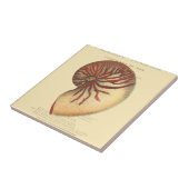 ヴィンテージレッドコンチシェル タイル (側面)