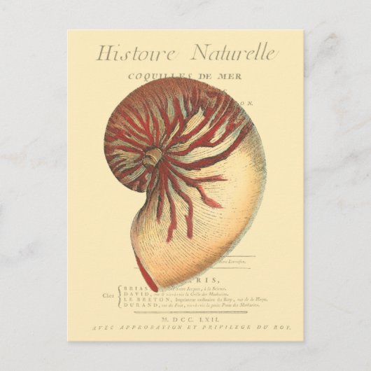 ヴィンテージレッドコンチシェル ポストカード (正面)