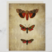 ヴィンテージレッドモススクラップブック紙 (正面/裏面)