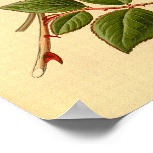 ヴィンテージレッドレモンイエローフローラティーバラサフラノ ポスター (角)