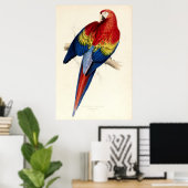 ヴィンテージレッド&イエローマカオパロットバイエドワード・リア ポスター (ホームオフィス)