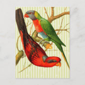 ヴィンテージレッド&カラフルグリーンパロッツイラストレーション ポストカード (正面)