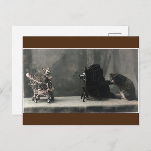 ヴィンテージレトロの猫写真撮影 ポストカード (正面/裏面)