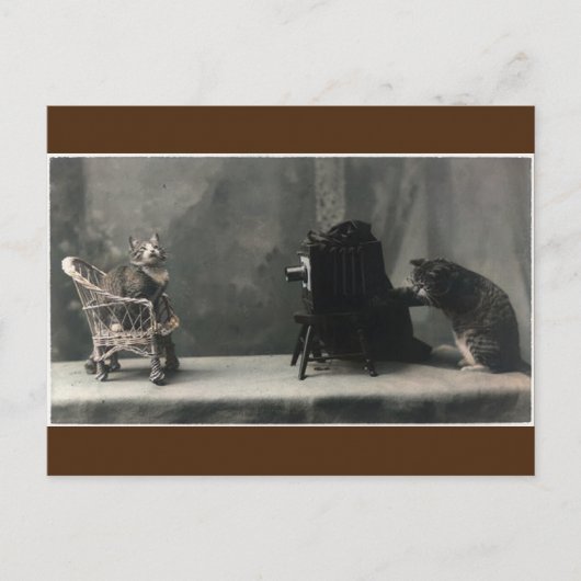 ヴィンテージレトロの猫写真撮影 ポストカード (正面)