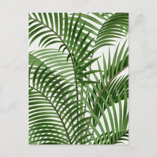 ヴィンテージレトロウォーターカラーパーム葉ツリー シーズンポストカード (正面)