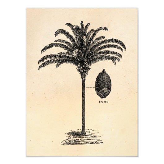 ヴィンテージレトロブラジルパームツリーテンプレートパームズ フォトプリント (正面)