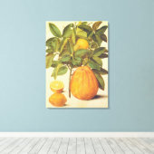ヴィンテージレモンとポメロ植物学絵を描の キャンバスプリント (インサイチュ (ウッドフロア))