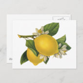 ヴィンテージレモンイラストレーション ポストカード (正面/裏面)