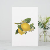 ヴィンテージレモンイラストレーション 便箋 (スタンド正面)