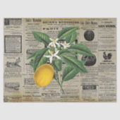 ヴィンテージレモンフルーツホーチカルチャーアズエフエメラ 薄葉紙 (正面)