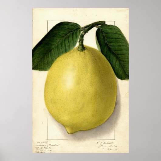 ヴィンテージレモンポモロジカルウォーター色 ポスター (正面)