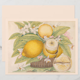 ヴィンテージレモン柑橘類フルーツスケッチスクラップブックページ