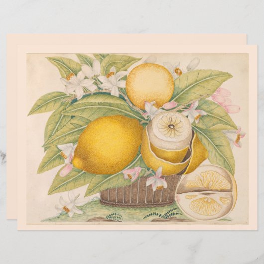 ヴィンテージレモン柑橘類フルーツスケッチスクラップブックページ (正面/裏面)