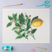 ヴィンテージレモン科学スケッチフルーツ 薄葉紙 (クラフト)