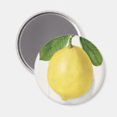 ヴィンテージレモン マグネット (正面/裏面)
