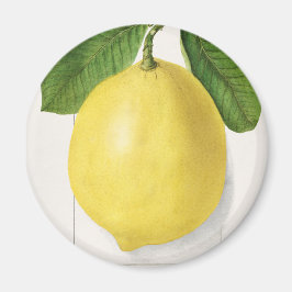 ヴィンテージレモン マグネット