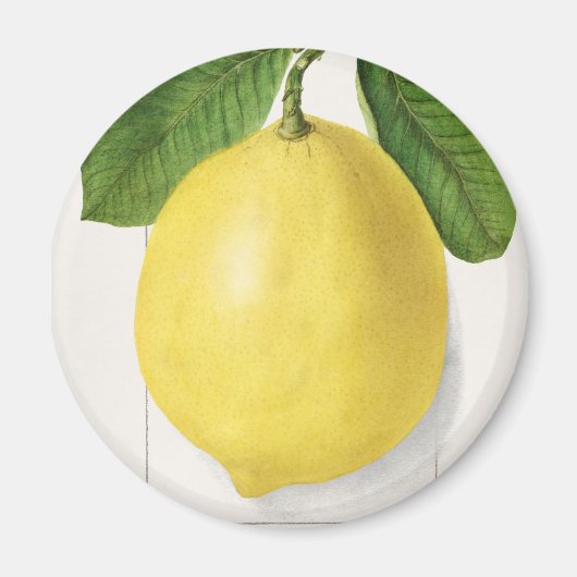 ヴィンテージレモン マグネット (正面)