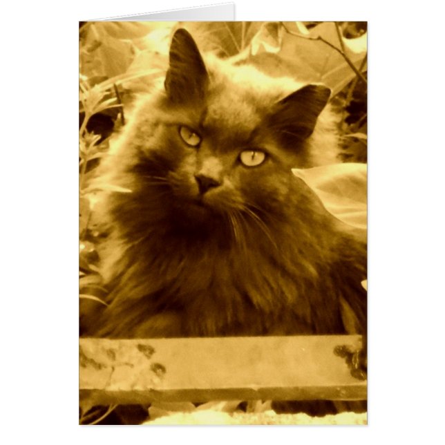 ヴィンテージロシアのブルー猫 (正面)